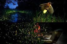 Fireflies & Silver leaf monkey Gazing tour