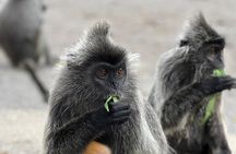 Fireflies & Silver leaf monkey Gazing tour