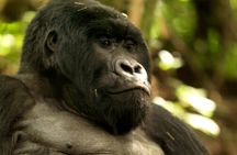 3 Days Golden Monkey Private Trekking in Rwanda
