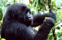 3 Days Golden Monkey Private Trekking in Rwanda
