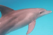 Mnemba Dolphins, Snorkeling & Nungwi Turtles + Sunset