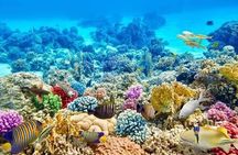 Mnemba Dolphins, Snorkeling & Nungwi Turtles + Sunset