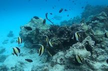 Mnemba Dolphins, Snorkeling & Nungwi Swim With Sea Turtles