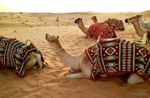 Dubai Red dune Desert Safari With Dune Bashing, Camel Ride & BBQ