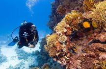 Catalina Island Diving Tour