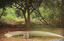 Bhubaneswar in a Day: Mystical Temples and Local Delights!