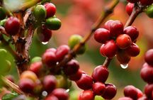 Coffee Plantation Visit and Tasting Activity in Costa Rica