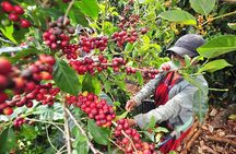 Coffee Plantation Visit and Tasting Activity in Costa Rica