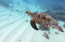 Experience Scuba Diving in Hawaii
