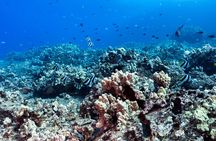 Experience Scuba Diving in Hawaii