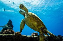 Experience Scuba Diving in Hawaii