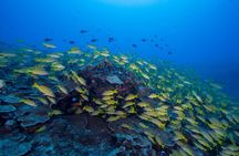 Certified Scuba Diving Along Two Shallow Reef Sites