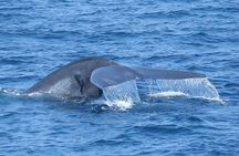 Whale Watching Mirissa with (WWC)