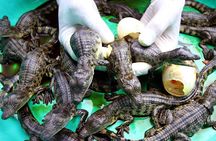 Dubai Crocodile Park Ticket with Transfers