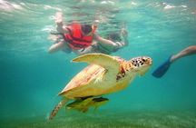 Full Day Tour to Cenotes and Akumal with Swim with Turtles