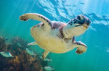 Full Day Tour to Cenotes and Akumal with Swim with Turtles
