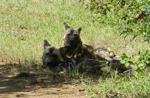Full-day Hluhluwe-iMfolozi Park Big 5 Safari Experience