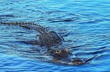 Everglades Tour from Miami