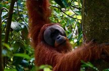 Wonderful 2Days 1Night Bukit Lawang Jungle Trekking Free Rafting
