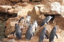 Victor Harbor and Fleurieu Peninsula Tour