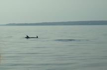 Beautiful Sunset and Dolphin Watching