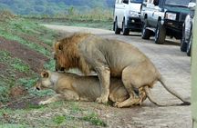 Nairobi national park drive (Small Group tour)