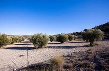 Paella, Olive Oil, Wine & Relax in Rural Estate outside Madrid