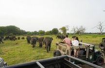Minneriya National Park Half Day Elephant Safari 