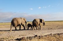 2 Days Amboseli Park Overnight Private Safari