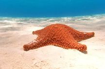 Private snorkeling tour to El Cielo