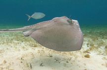 Private snorkeling tour to El Cielo