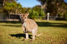 Wildlife, Waterfalls and Wine Day Tour from Sydney