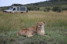 4 Days Masai Mara Lake Nakuru Jeep Safari