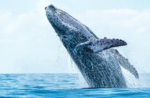Whale Watching Sailboat Tour in San Jose del Cabo