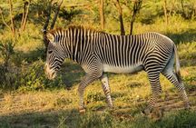 4 Days Mid Luxury Safari, Lake Nakuru and Masai Mara.