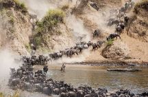 4 Days Mid Luxury Safari, Lake Nakuru and Masai Mara.