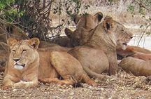 4 Days Mid Luxury Safari, Lake Nakuru and Masai Mara.