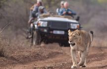 Richards Bay: Big 5 Luxury Safari at Manyoni Private Game Reserve