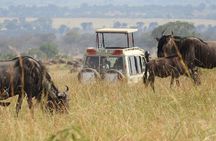 3-Day Serengeti NP, Ngorongoro Crater