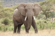 3-Day Serengeti NP, Ngorongoro Crater
