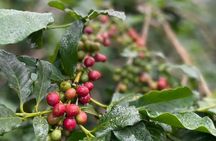 Bean to Cup: Traditional Coffee Preparation in Arusha