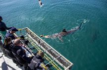 Cape Shark Diving Adventures 