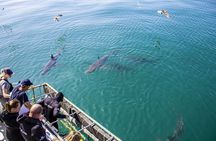 Cape Shark Diving Adventures 