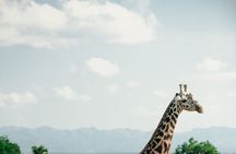 Ruaha National Park And Mikumi National Park Budget Safari 6 Days 5 Nights 