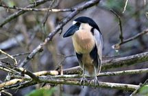 Bird Watching Tour Huatulco HT