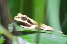 2-3-Hour Manuel Antonio Park Nature Guided Tour