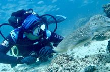 Scuba Diving & Snorkeling Trip in Khorfakkan & Fujairah 