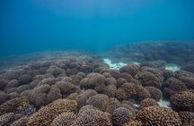 Scuba Diving & Snorkeling Trip in Khorfakkan & Fujairah 