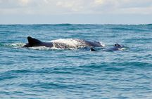 2 days 1 night | Bahía Málaga: Humpback Whale Watching