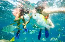 Snorkel at Pelican´s Beach Cabo San Lucas - Classic